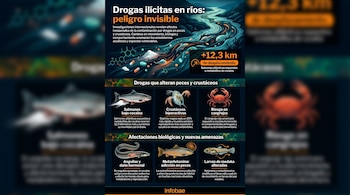 Infografía sobre contaminación por drogas en ríos. Muestra un río con químicos y pastillas, detallando efectos en salmones, crustáceos, anguilas y larvas de medaka.