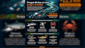 Salmones, anguilas y crustáceos: la presencia de drogas en los ecosistemas acuáticos altera el comportamiento de los animales