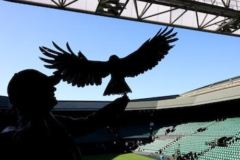 Rufus, el halcón utilizado para ahuyentar a las palomas en Wimbledon (Crédito: REUTERS/Toby Melville)