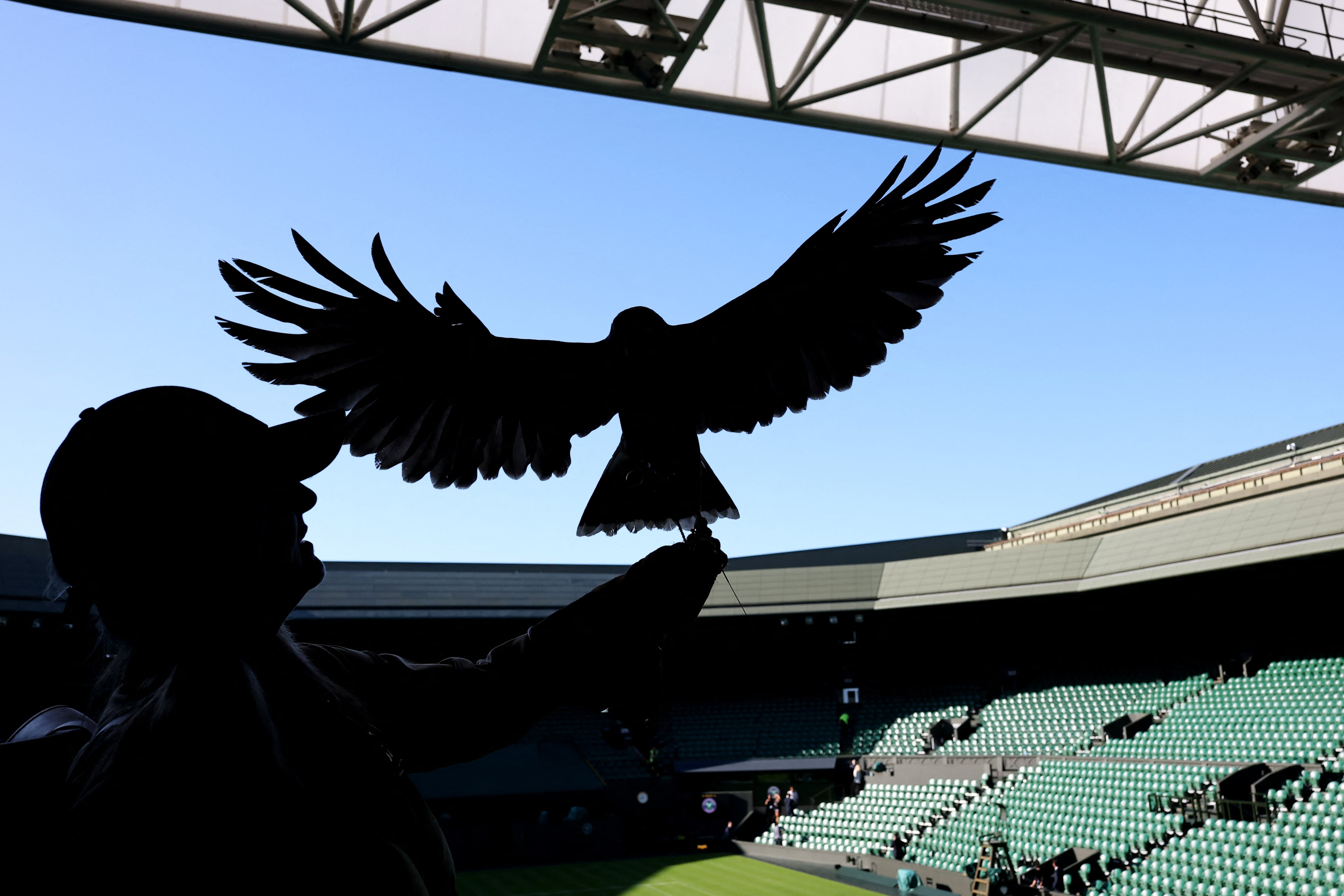 Rufus, el halcón utilizado para ahuyentar a las palomas en Wimbledon (Crédito: REUTERS/Toby Melville)