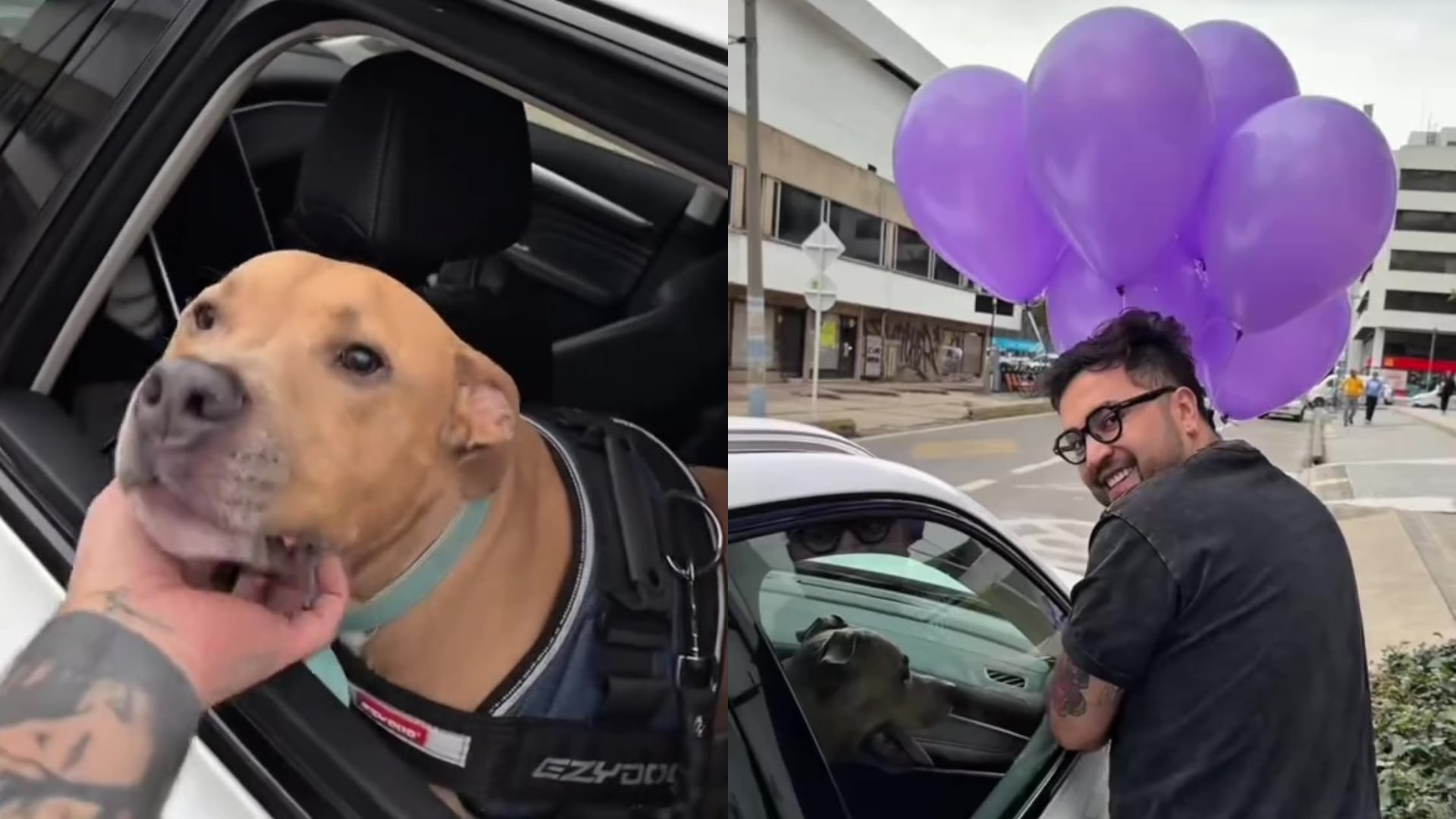 Magnus, el perro que superó el cáncer y festejó junto a su dueño por las calles (TikTok)