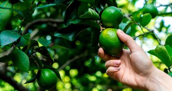 Según el GMML, el 18 de agosto el limón sutil se vendió a S/ 67,50 por bolsa de 45 kilos y a S/ 47,50 por cajón de 23 kilos.