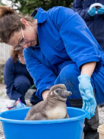 Loscuidadores se aseguran de que