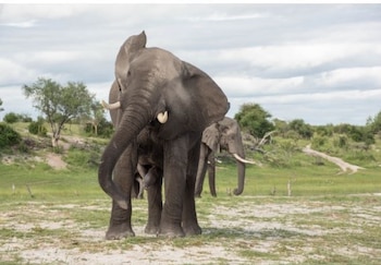 22-12-2021 Elefante macho
POLITICA INVESTIGACIÓN Y