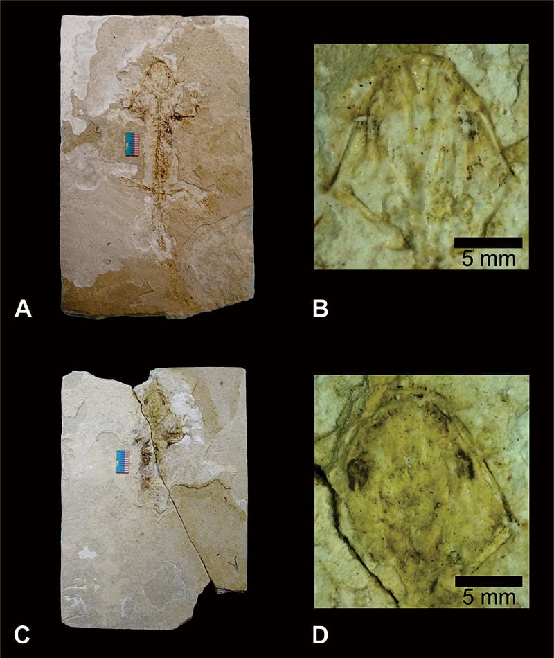El espécimen corresponde a un individuo adulto. Conserva el cráneo, la porción anterior de la columna vertebral, la cintura pectoral y las extremidades anteriores.
Foto Herrera-Flores, Jorge A. and Velasco-de León, María Patricia.
