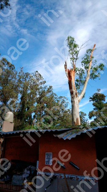 Cayeron dos árboles de su casa sobre la del vecino durante un temporal y deberá indemnizarlo