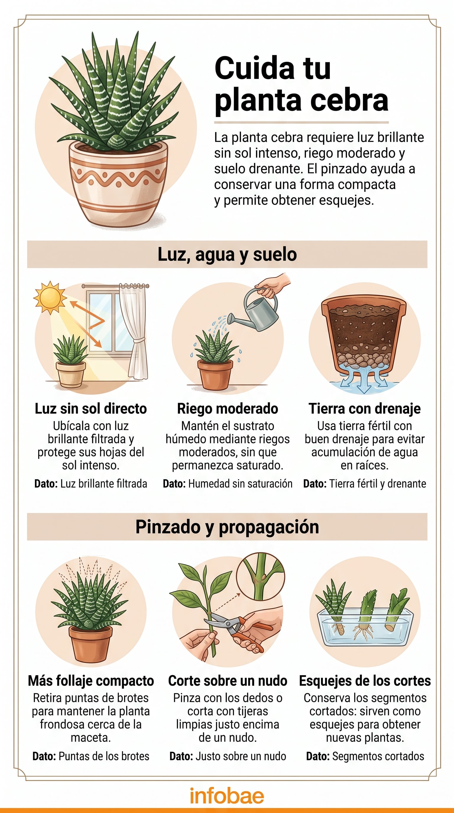 Recomendaciones para el cuidado y propagación de la planta cebra. (Imagen Ilustrativa Infobae)