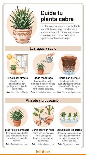 Infografía con ilustraciones sobre luz, riego, suelo con drenaje, pinzado con tijeras y esquejes para el cuidado de una planta cebra.