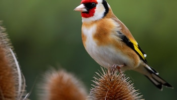 El jilguero europeo, Ave del