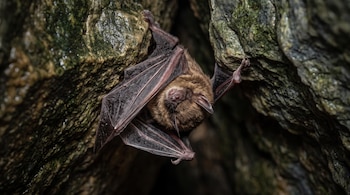 Un murciélago de pelaje marrón cuelga cabeza abajo entre rocas húmedas cubiertas de musgo.
