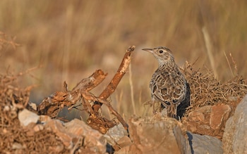 Alondra ricotí. (Christoph Moning/iNaturalist CC BY 4.0)