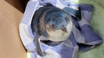 El pequeño pingüino de seis semanas de edad provocó una serie de retrasos en el aeropuerto luego de invadir la pista de aterrizaje. (Instagram/wellingtonairport)