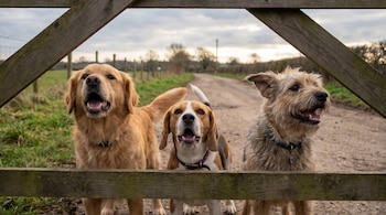 Primer plano de tres perros con la boca abierta: un golden retriever, un beagle y un terrier, detrás de una valla de madera en un camino rural.