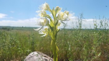 La orquídea de pradera occidental