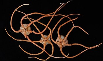 23/07/2025 Estrellas frágiles..
Invertebrados de aguas