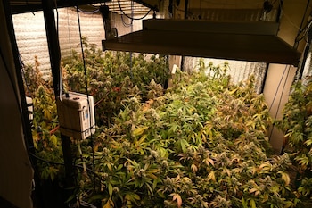 Plantas de cannabis en floración bajo lámparas suspendidas, rodeadas de cables y paredes cubiertas con láminas reflectantes