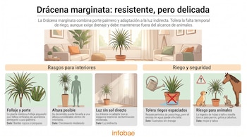 Infografía con ilustraciones de una Drácena marginata en maceta, una regadera, una silueta humana, un perro, un gato y un caballo.