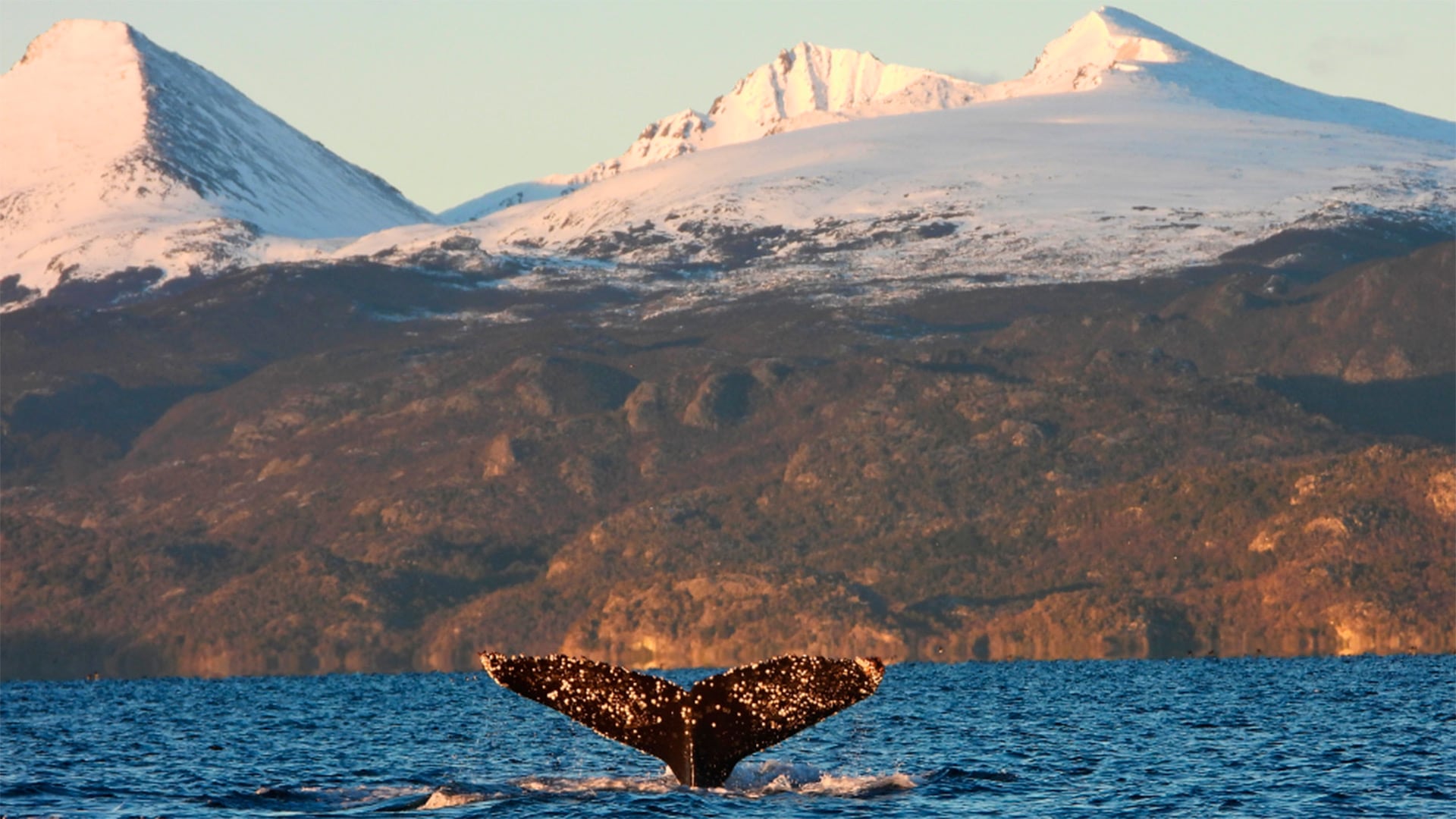 Entender el impacto pasado de cenizas volcánicas sobre el océano Austral ayuda a prever efectos actuales de cambios naturales en el clima global. (Archivo CADIC/Conicet)