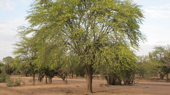 Palo santo, una especie protegida