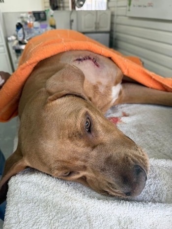 Mili muestra mejora tras cirugía.