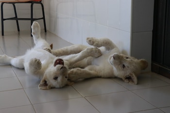 TLAXCALA, TLAXCALA, 19JULIO2018. El zoológico