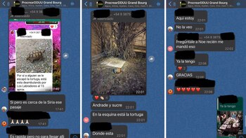 Finalmente la tortuga fue encontrada