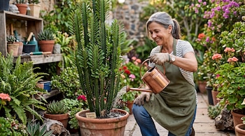 Una mujer arrodillada riega con una regadera de cobre una maceta de Euphorbia trigona rodeada de plantas en un patio.