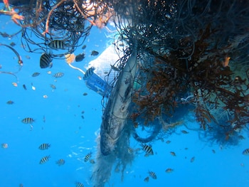 Las redes fantasma pueden capturar tortugas, tiburones, delfines o ballenas, entre otros. (Mstelfox/Wikimedia Commons)
