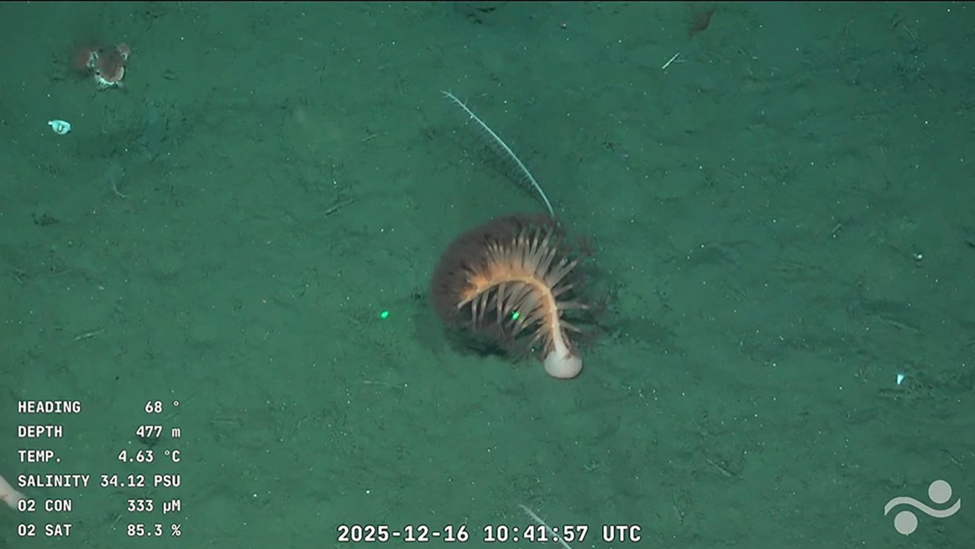 La pluma de mar plumosa impactó por su color y textura