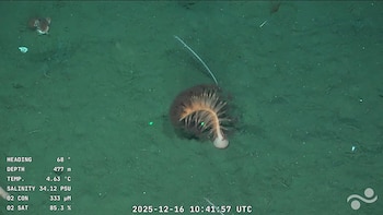 Ocho hallazgos sorprendentes de la