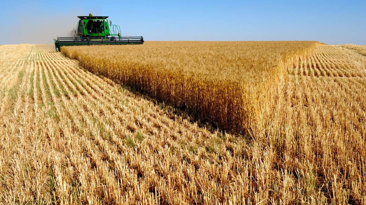 Cosecha de trigo en el sur del área agrícola