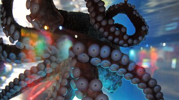 Pulpos y peces cazan juntos