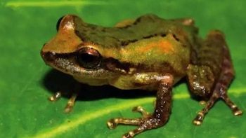 Perú, potencia mundial en anfibios: la Amazonía concentra la mayor diversidad de ranas. (Foto: Agencia Andina)