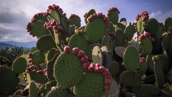 El colonche se obtiene por