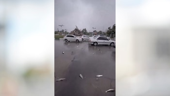 Lluvia de peces en Irán