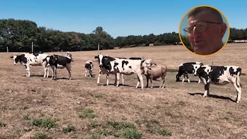 Un granjero, cansado de que sus vacas tuvieran que atravesar una carretera para llegar al pasto, crea un túnel subterráneo: “las llevará a una nueva parcela, con hierba fresca”