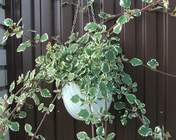 Incienso, Plantas, beneficios, Salud