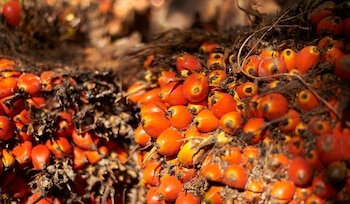 La inteligencia artificial, el monitoreo satelital y la plataforma prisma de la RSPO refuerzan la trazabilidad y la verificación del cumplimiento hacia 2030.