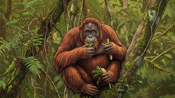 Un estudio reveló que los orangutanes seleccionan plantas con propiedades medicinales