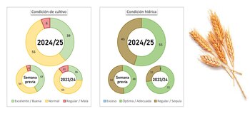 El progreso de siembra de