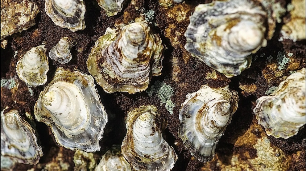 De plaga ambiental a motor productivo: cómo una ostra invasora impulsa empleo y valor agregado en la costa bonaerense