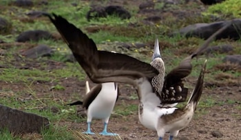 Dos piqueros de patas azules sobre tierra y hierba, uno con las alas abiertas y la cabeza apuntando al cielo