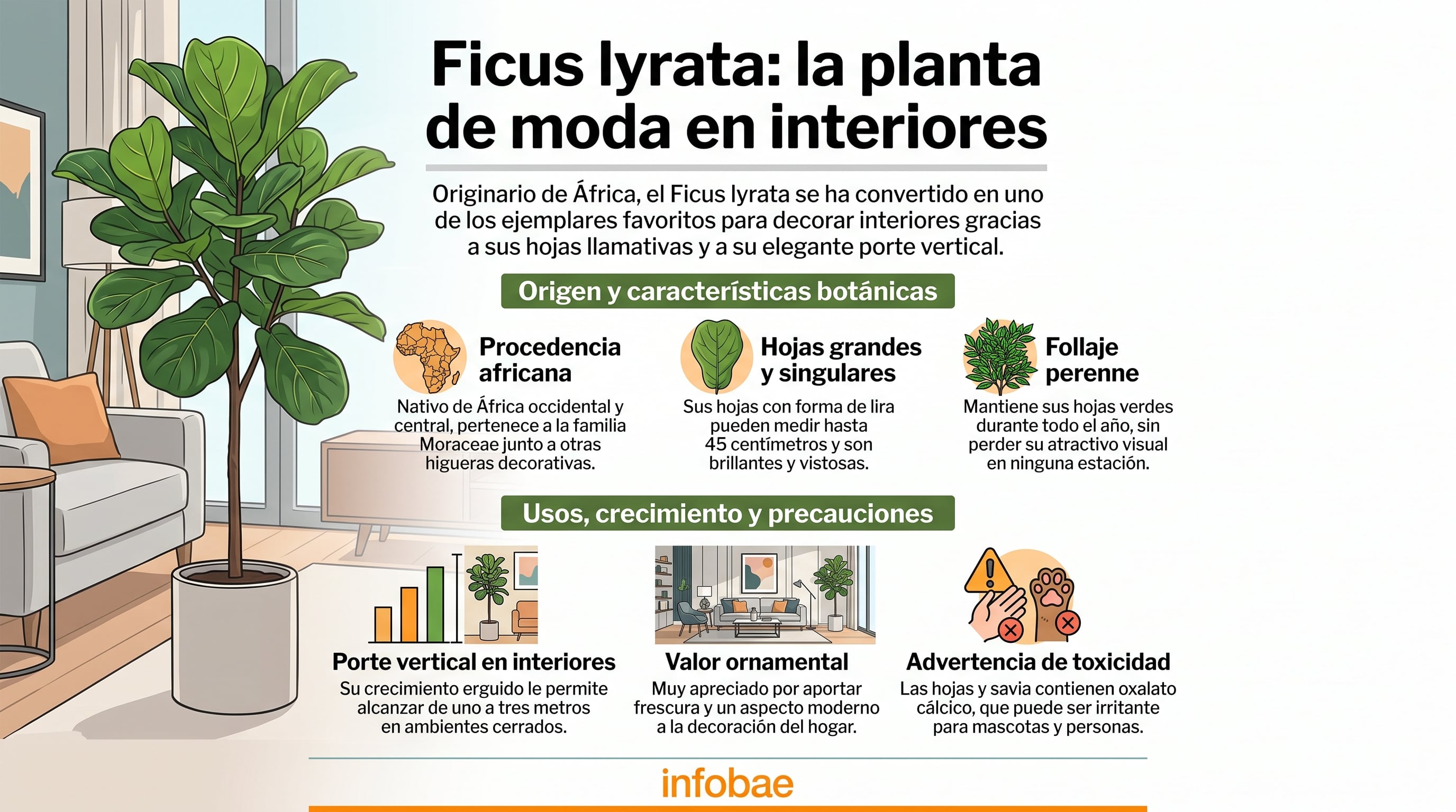 Características botánicas del Ficus lyrata. (Imagen Ilustrativa Infobae)