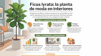 Infografía sobre la planta Ficus lyrata con una ilustración en maceta, íconos explicativos y texto descriptivo sobre sus características.