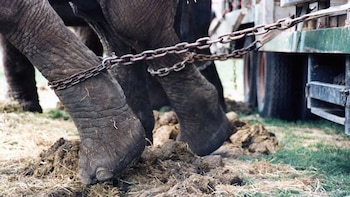 La ley contempla hasta 7