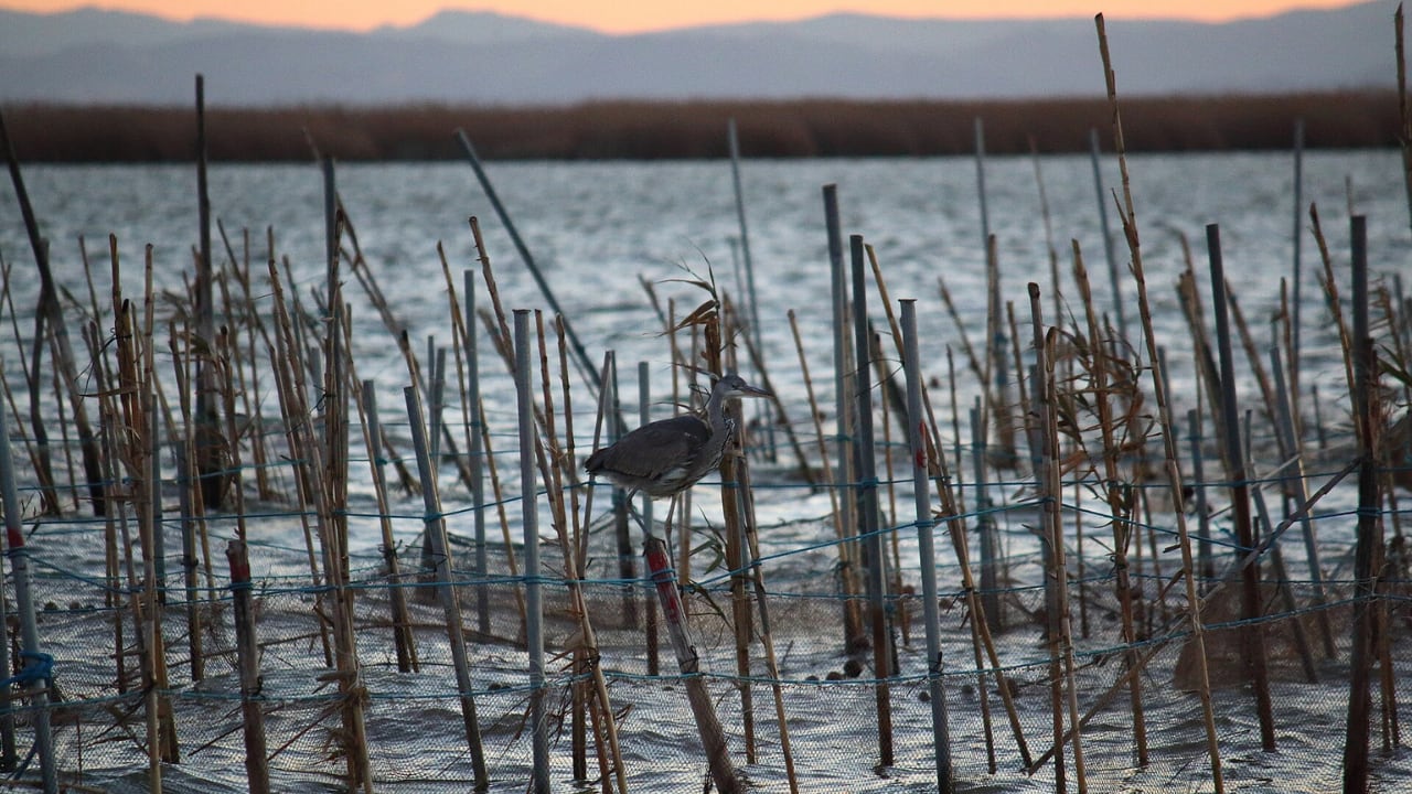 Un ave en el Parque Natural de La Albufera, Valencia. (FrDr/Wikimedia Commons)