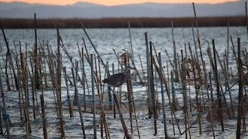 La Albufera de Valencia recupera su biodiversidad tras la DANA: regresa al humedal la población invernal de aves acuáticas