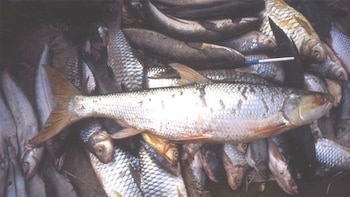 Esta especie se creía extinta,