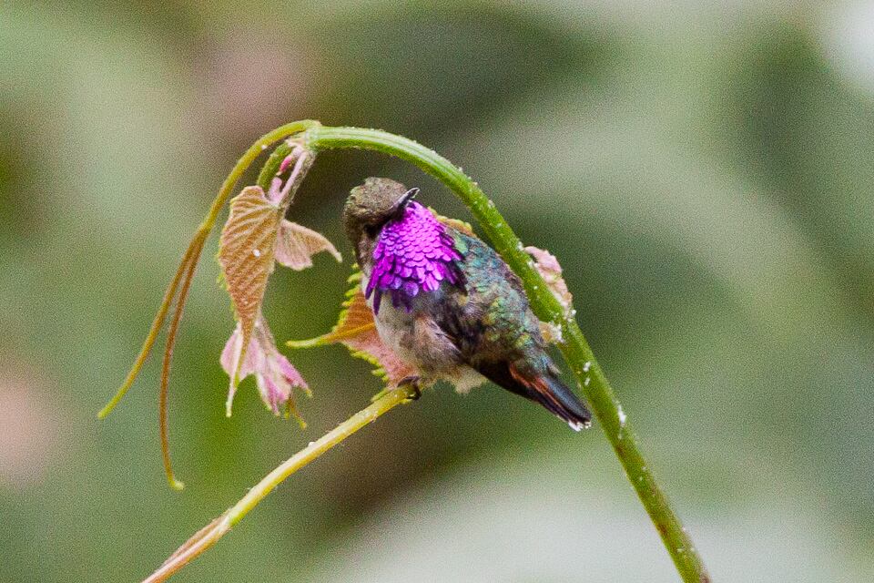 México alberga 57 especies de colibríes, de las cuales 13 son endémicas, y todas cumplen un papel crucial como polinizadores para la biodiversidad. Wikimedia Commons/Ron Knight
