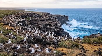Numerosos albatros de plumaje blanco y negro sobre rocas oscuras y vegetación baja en la orilla de un acantilado marino con olas.